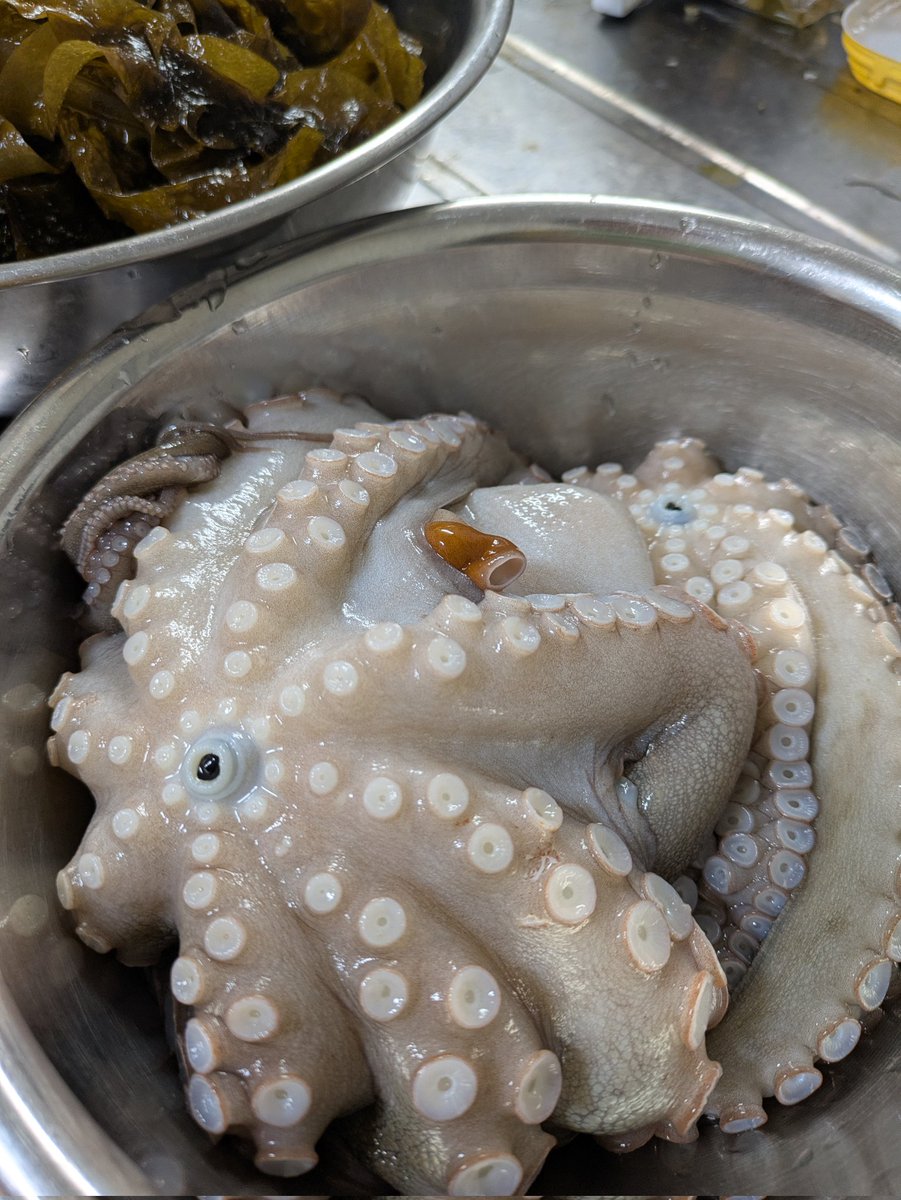 タコも浅瀬に戻ってきた。