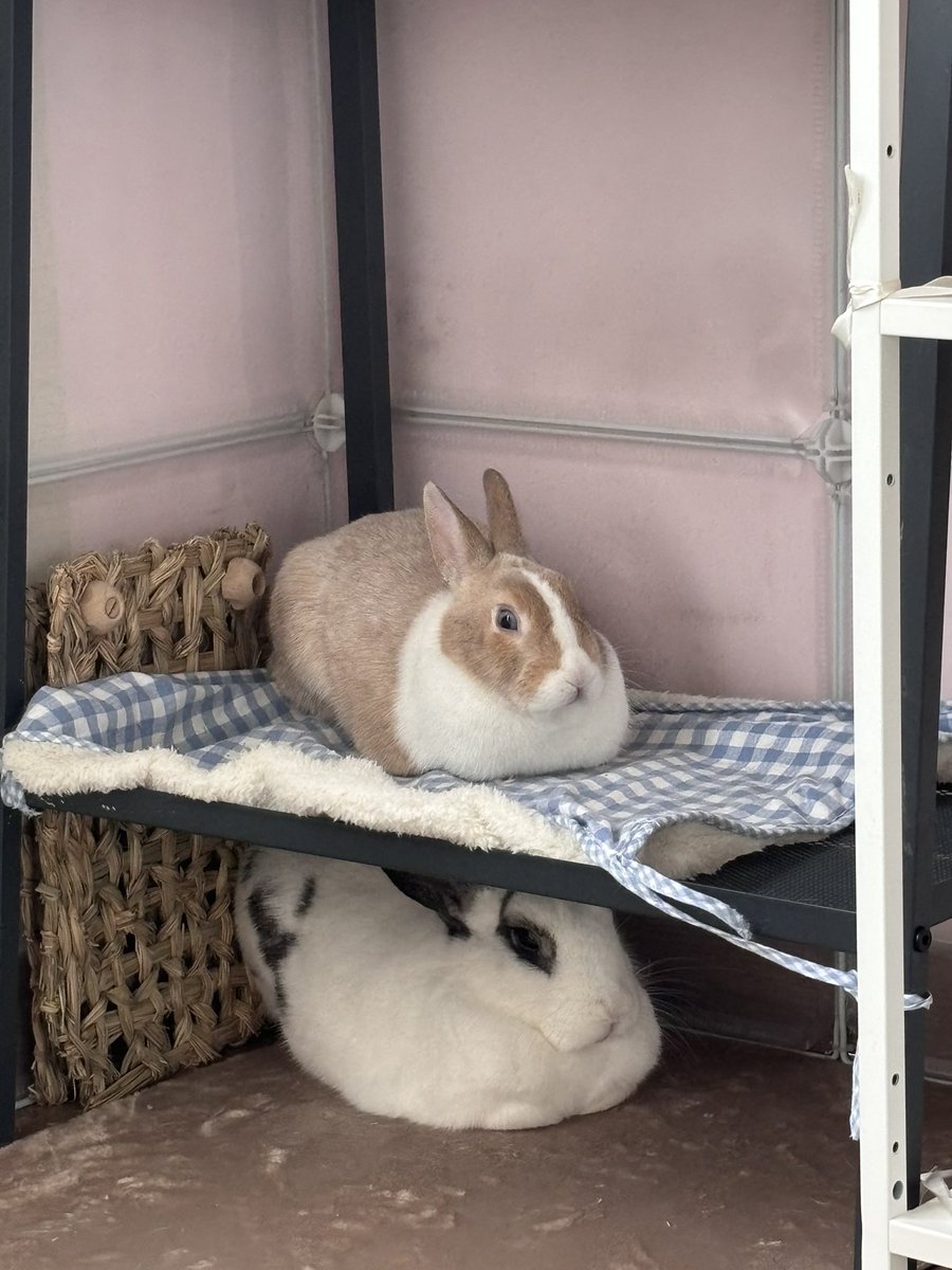 쥬쥬비비 tweet media