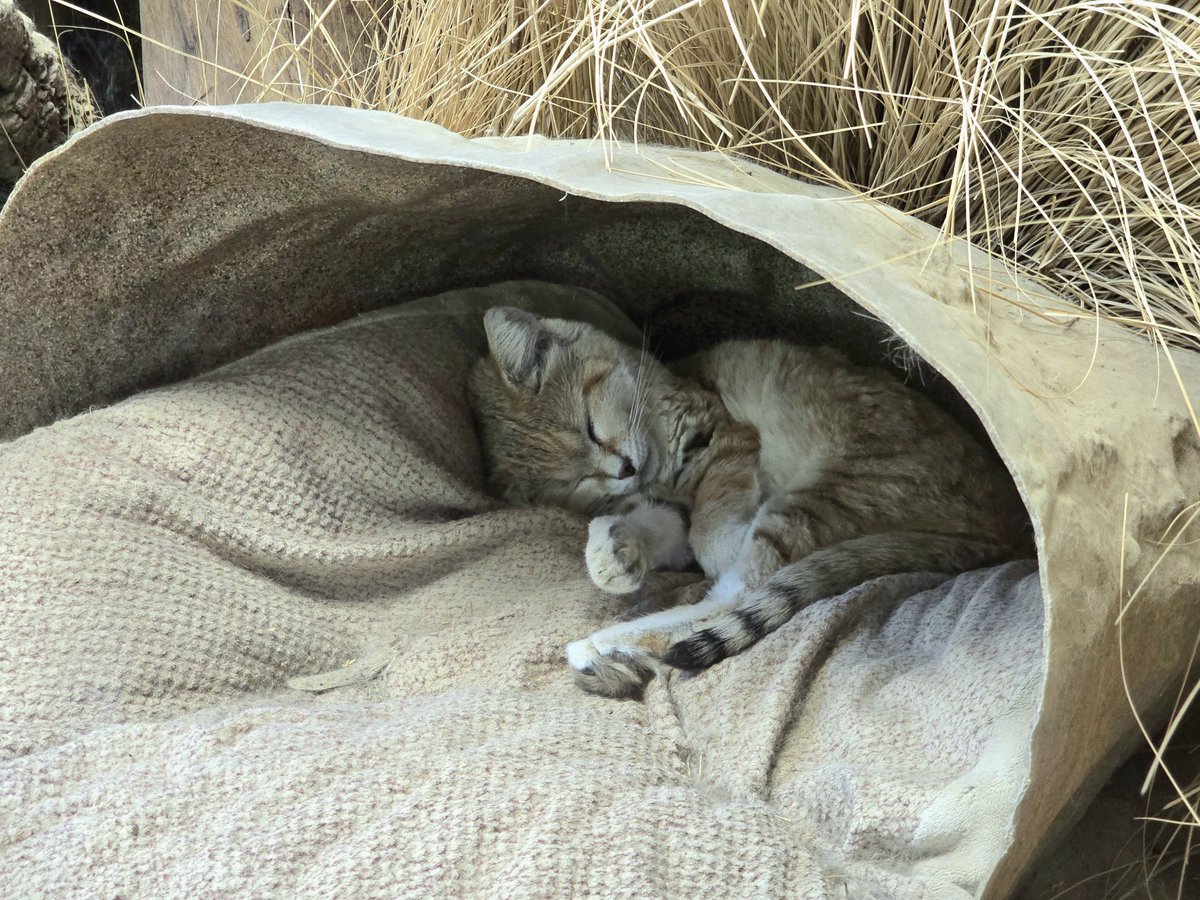 Michael J. Buell tweet media