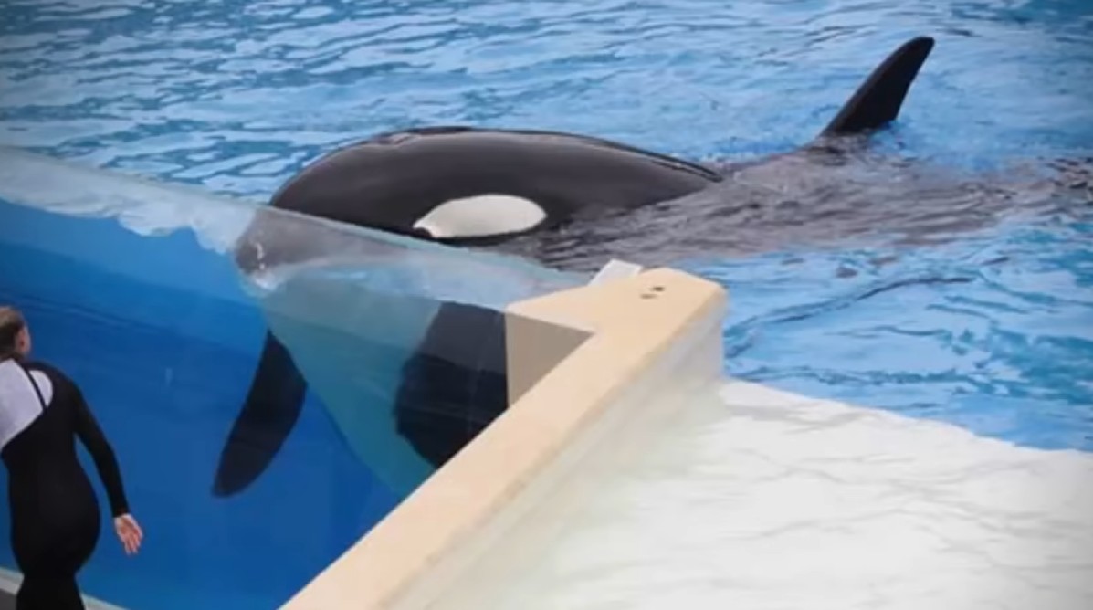 KSDY50tv's tweet image. ksdy50.com/peta-organiza-… | PETA organiza protesta en SeaWorld San Diego para exigir la liberación de la orca Corky, activistas participarán en la carrera Fins and Flippers 5K para visibilizar el caso.

#Protesta #PETA #SeaWorldSanDiego #OrcaCorky #KSDYNoticias #KSDYCanal50