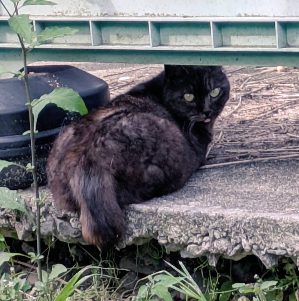 アサザキ tweet media