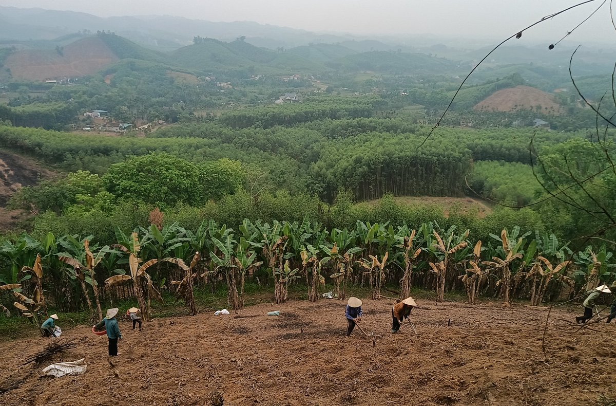 Thanh Nghệ | Clara Herbal tweet media