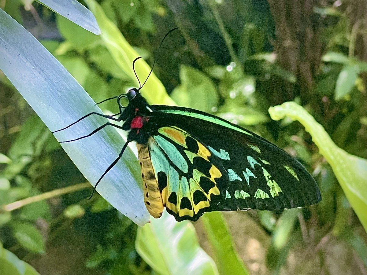 alabamaED's tweet image. Butterflies-R-Free Saturday: #Butterfly #Insect #Lepidoptera #NaturePhotography #Nature #Saturday
