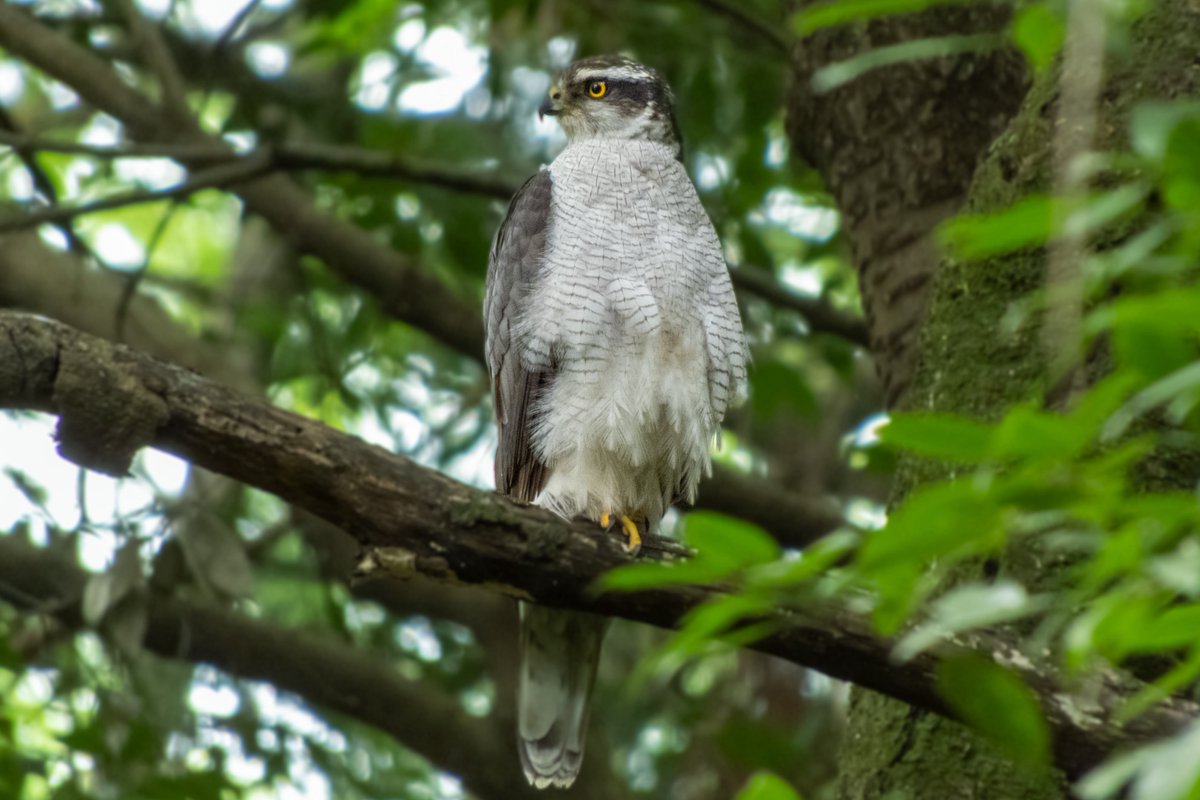 Amberhawk tweet media