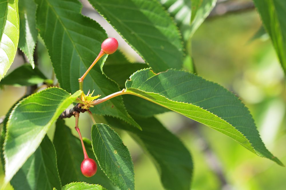 SAKURA COLOR tweet media