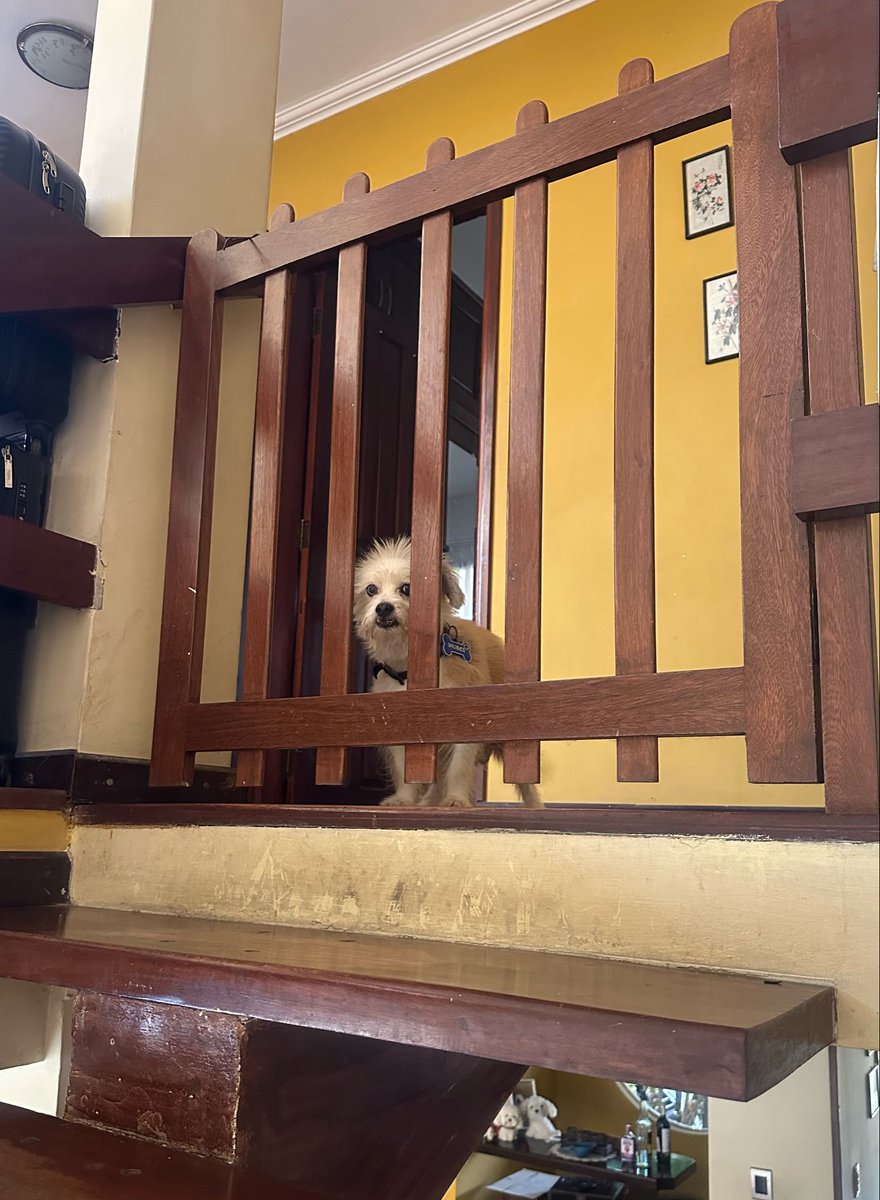 🗣️No dejen que el perro suba al 2do piso.
🗣️Cierren la reja para que el perro no entre.

Dónde está el perro?