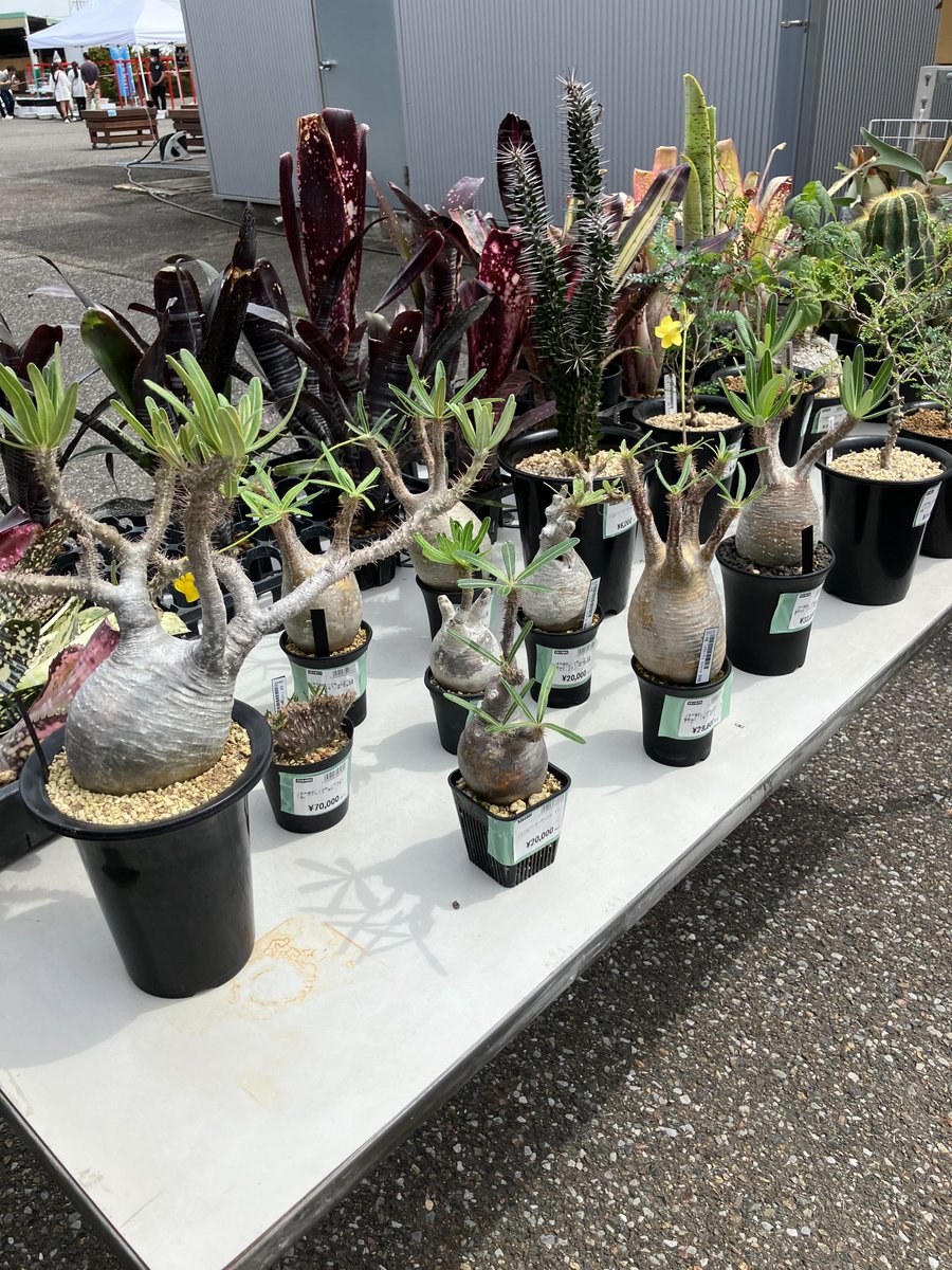 チャーム公式 tweet media