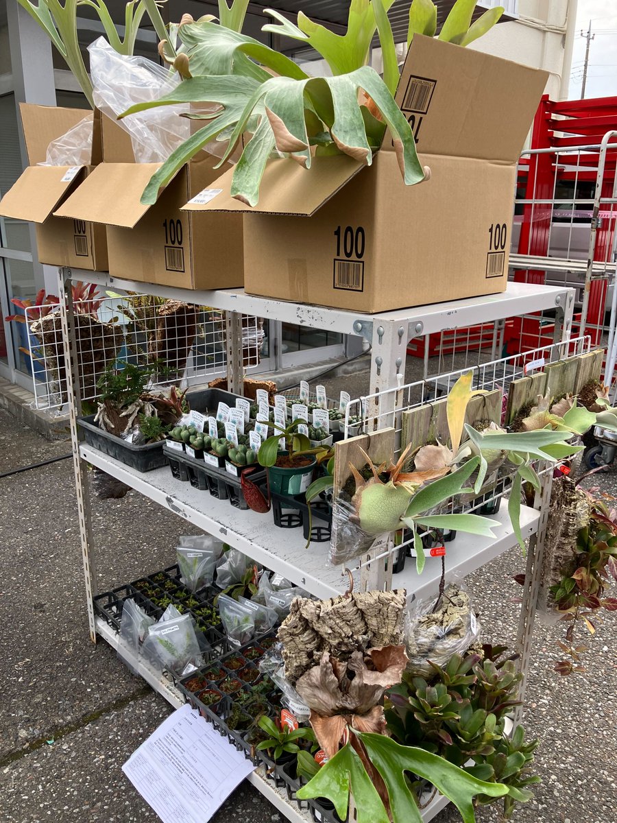 チャーム公式 tweet media