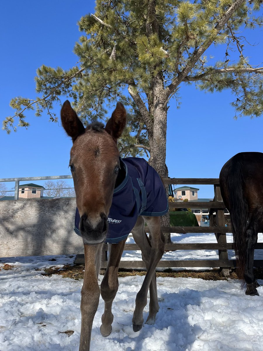 ノアリン tweet media