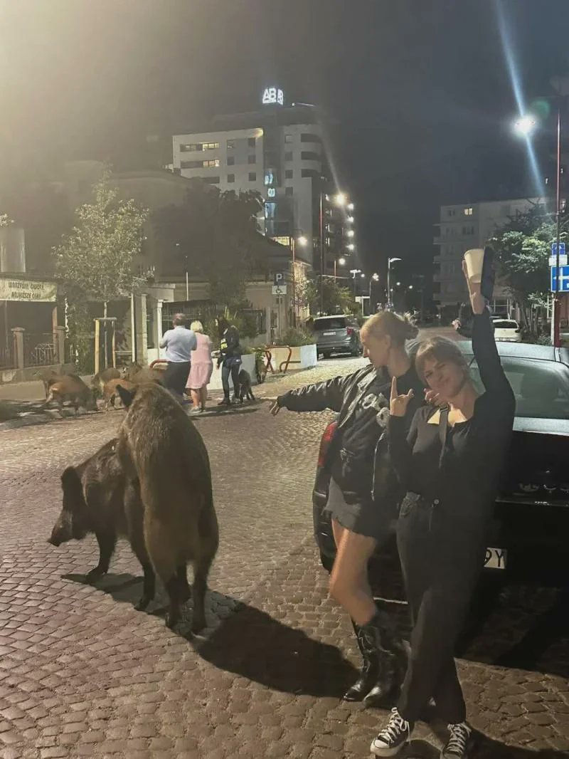 Бывший CTAPЛИHK , подпишись , Коты & Crypto tweet media