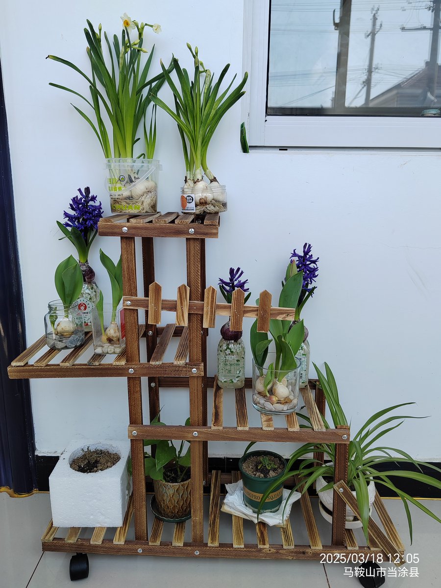 AnneMoody17's tweet photo. " New to plant parenthood Stick to the basics: Bright indirect light, let soil dry 1-2 inches down, water deeply once a week. Your green friend will thank you!  #PlantCare101" https://t.co/LZ9bkvzguX