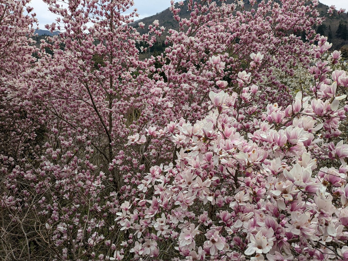 ｼﾞｬｯｷｰ☆🐱 tweet media