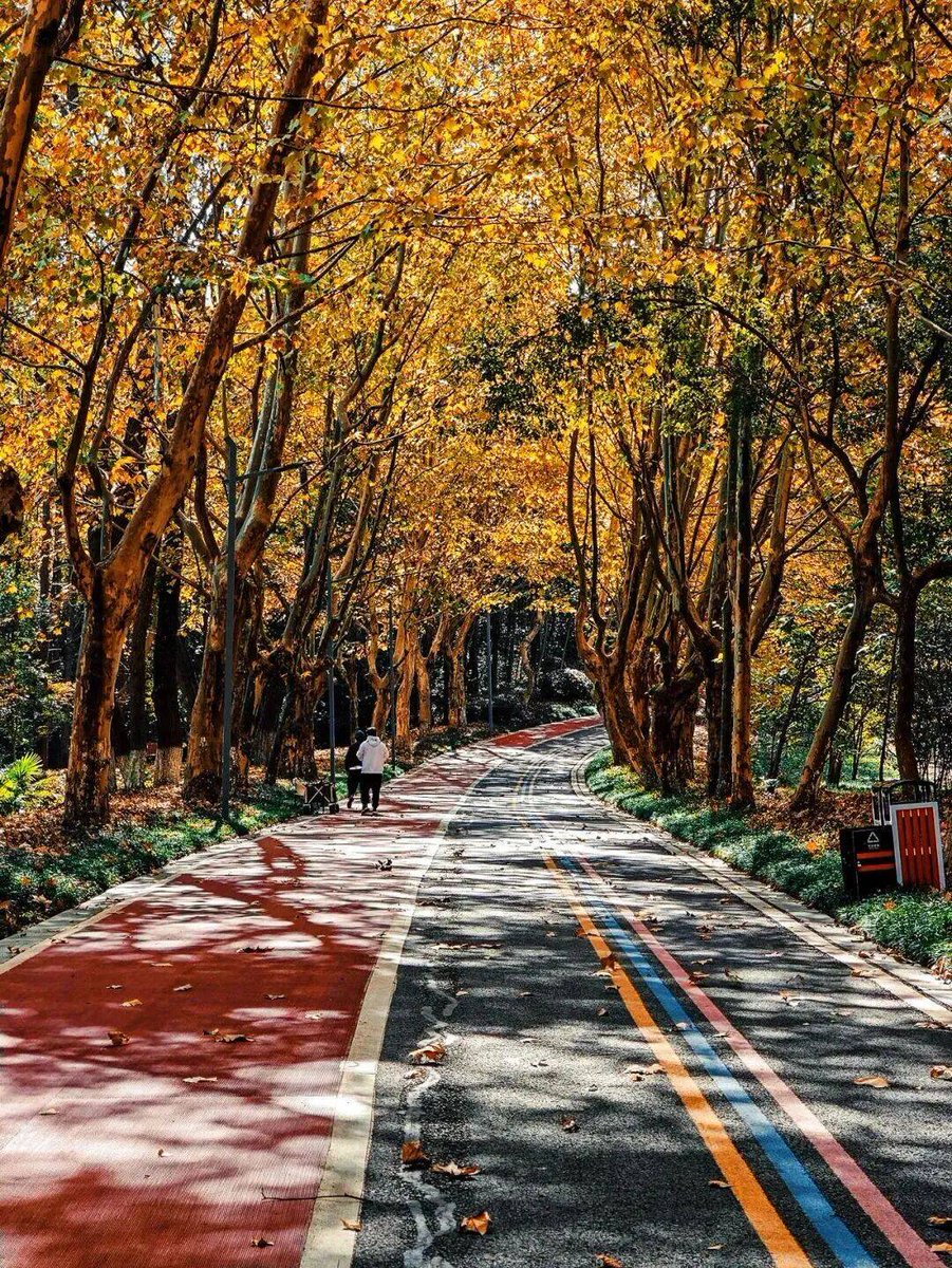 BabukhanKh96633's tweet image. Autumn breeze + golden sunsets = perfect evening walks  #FallVibes