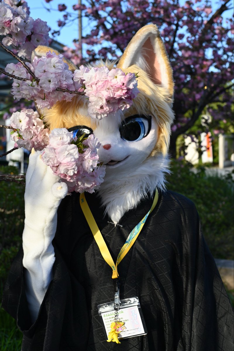 春爛漫🌸🐈🐾

📷✨:キリンさん<a href="/KLINN_ARASI/">キリン</a> 
#京けも4