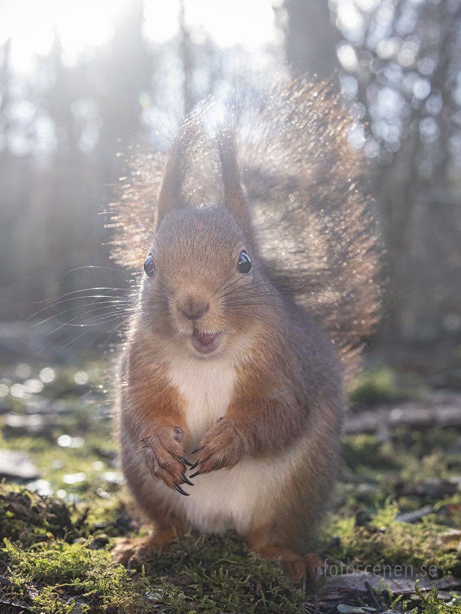 Squirrels by Fotoscenen tweet media