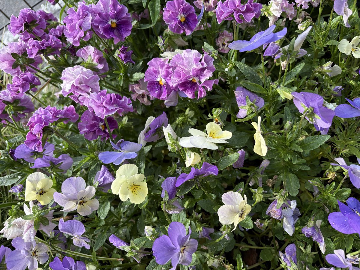 ぬえ🦅 tweet media