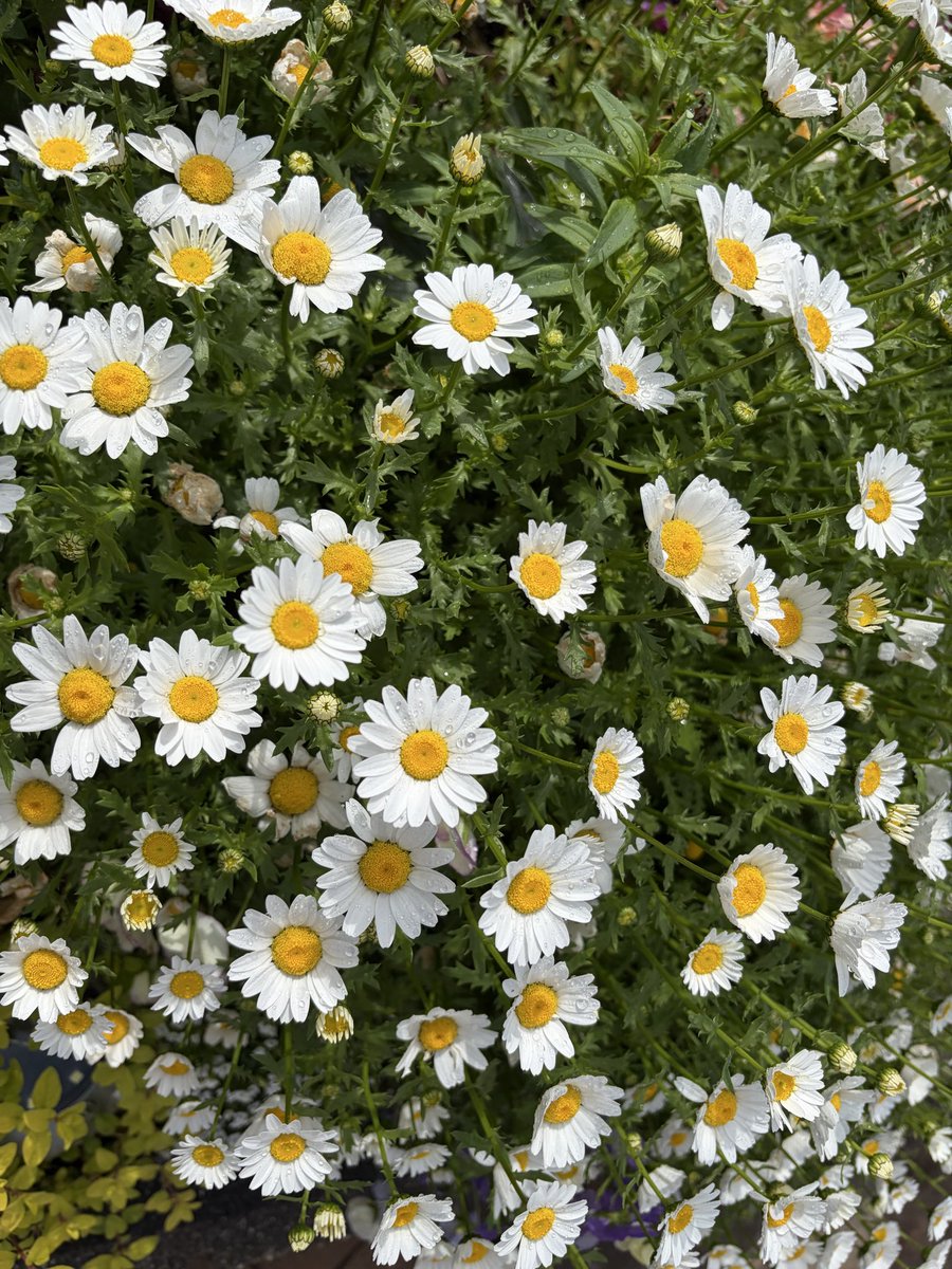 ぬえ🦅 tweet media