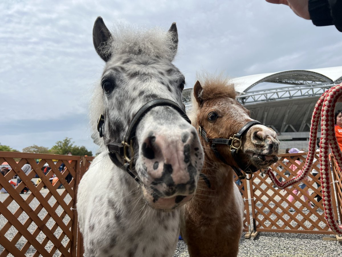 JRA新潟競馬場 (@JRA_Niigata) / Posts / X