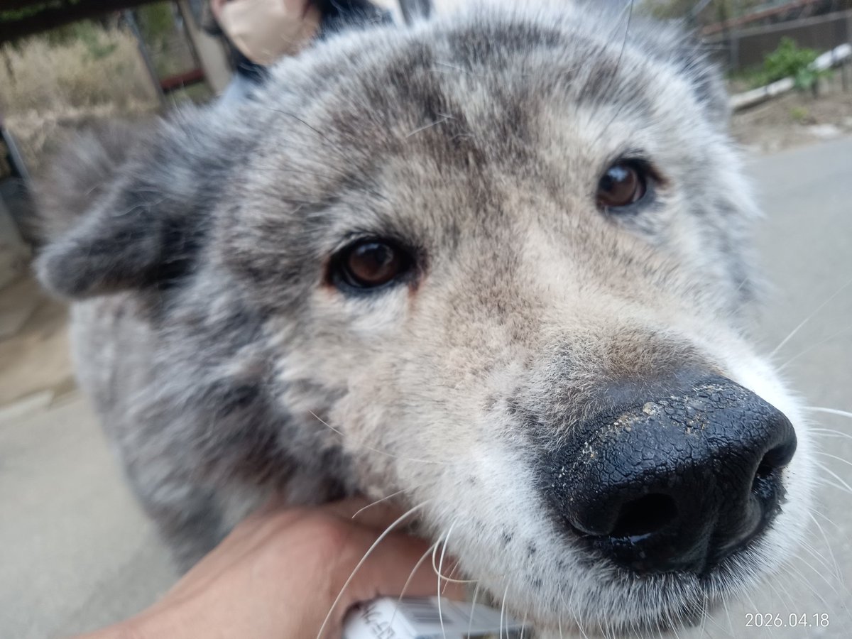 右も左も犬と猫 tweet media