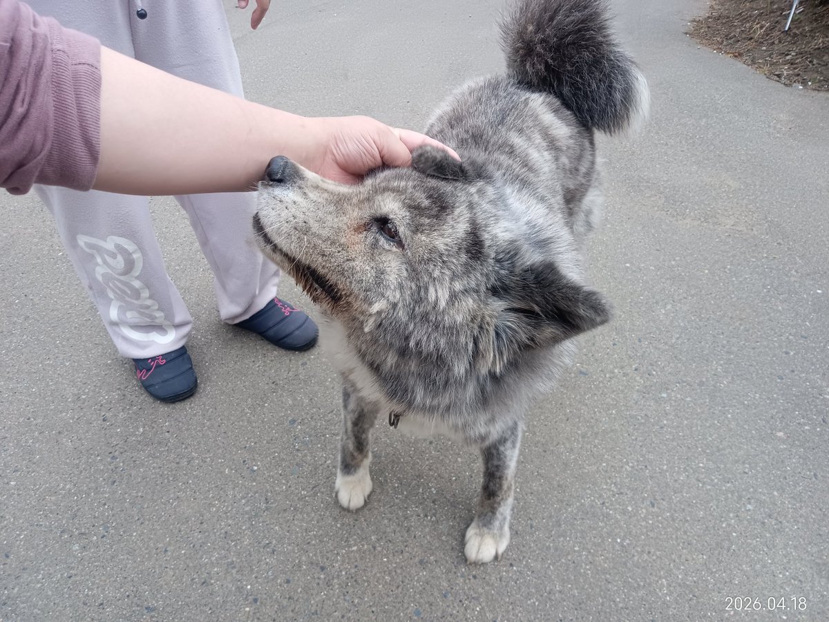 右も左も犬と猫 tweet media