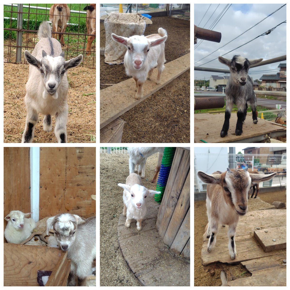 中根農園直売所 tweet media