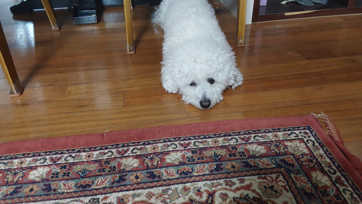 도램이 tweet media