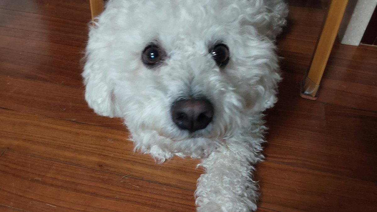 도램이 tweet media