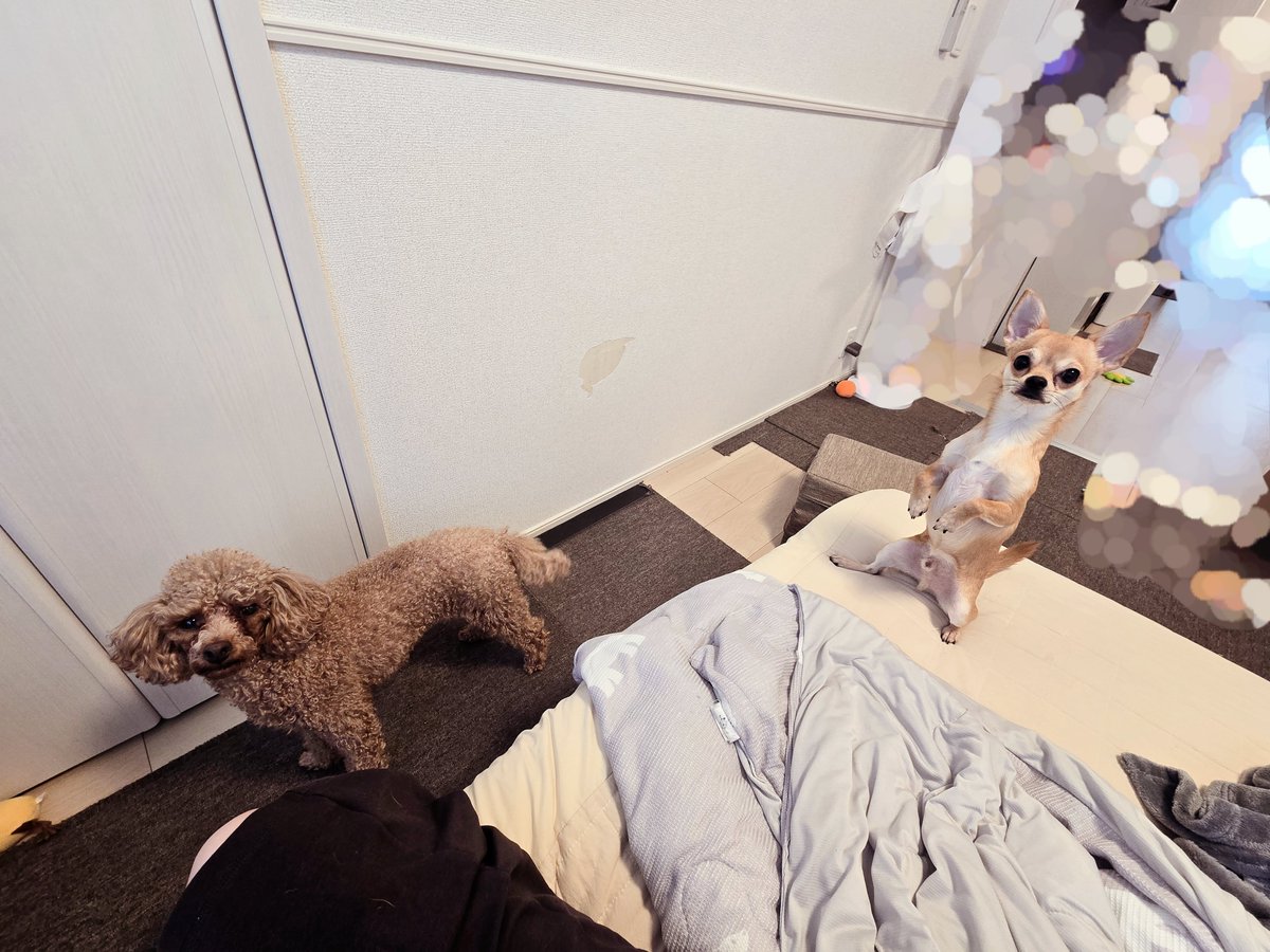 犬のしっぽ (@dog_mof) / Posts / X
