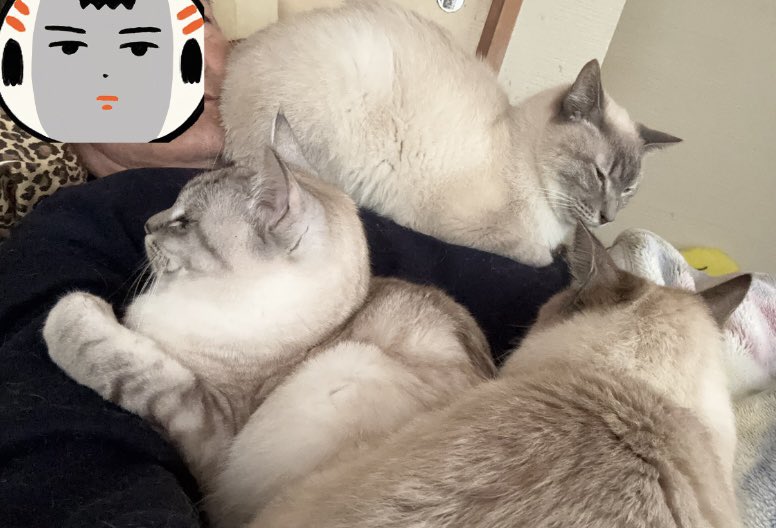 またまた一匹増えて五猫（ｺﾞﾆｬﾝ）のぱぱになりました。 tweet media