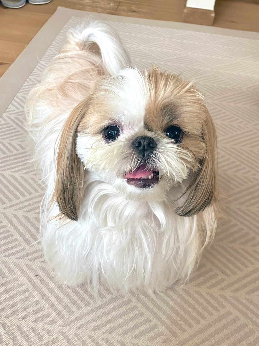 小顔シーズーこまちゃん tweet media