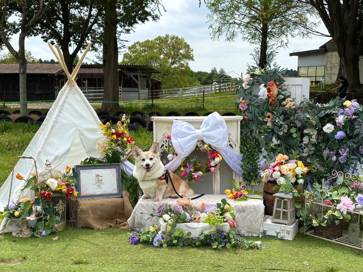 aimy0704's tweet photo. #コーギーフェス2026spring https://t.co/qjaeNs10Dg