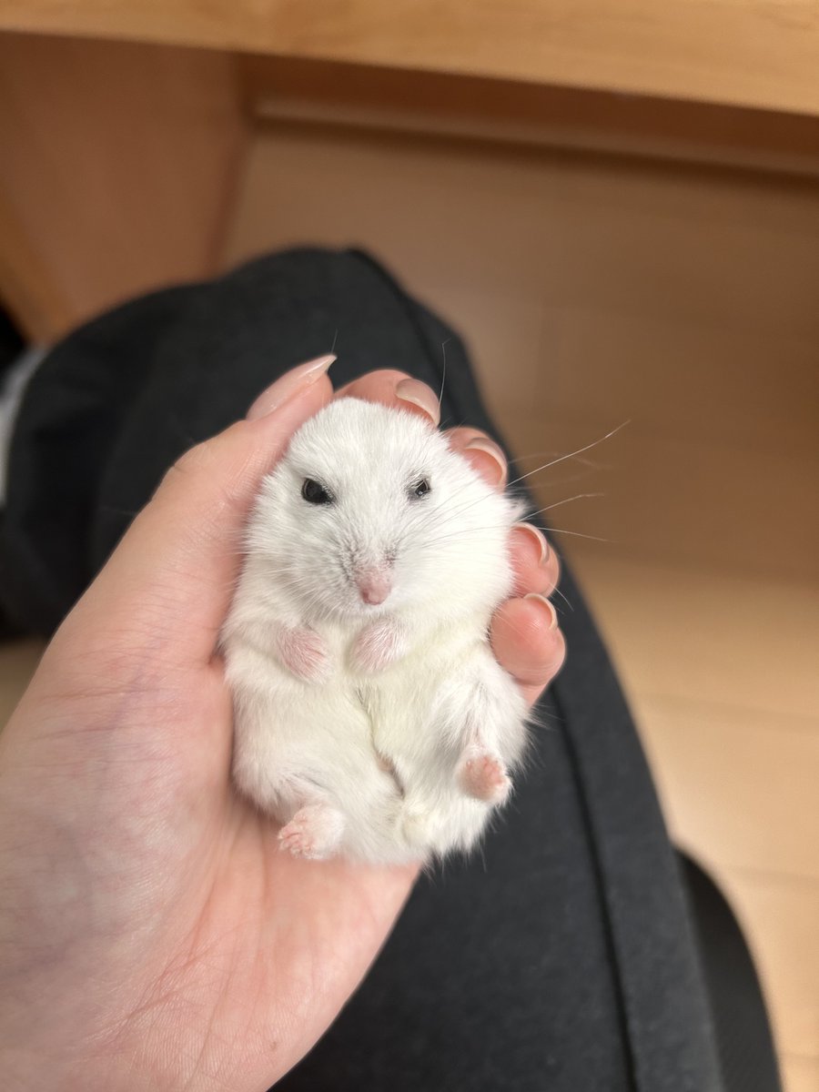 けだまの うんち丸 tweet media