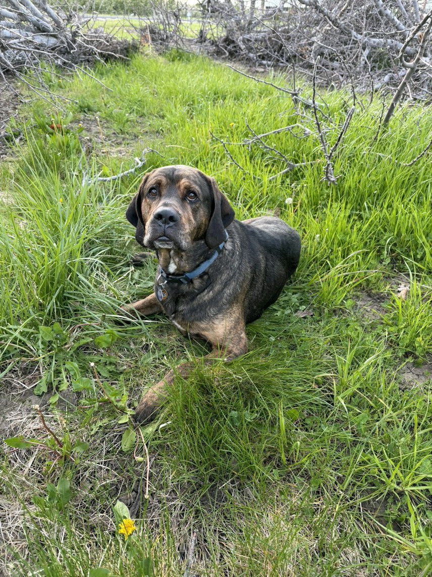 shaindelr's tweet image. People need to stop dumping dogs. I sent my husband out at 9 p.m. to go an hour away and rescue this dog that has been dumped in an orchard 😭

We are supposed to be leaving at 7:30 a.m. for the kid's soccer game tomorrow. It's all a lot 💔