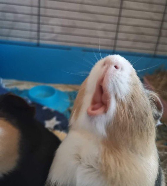 꽉낑겨 !! tweet media