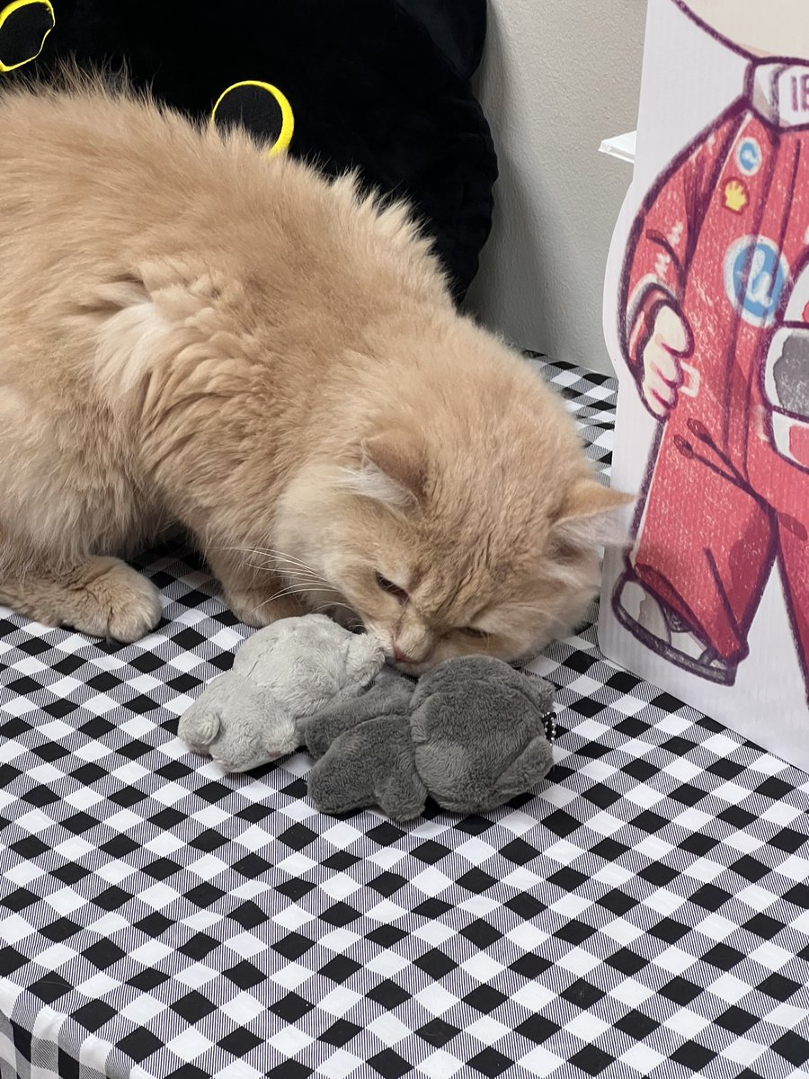 ✞✙ ɴɴ_ɴɪᴋɪ ✙✞ tweet media