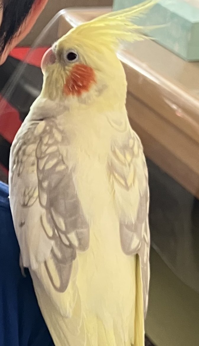 オカメインコ探しています_昭島 tweet media