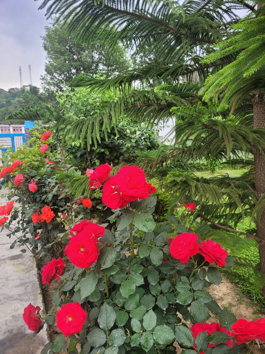 Col AJ🇮🇳 tweet media