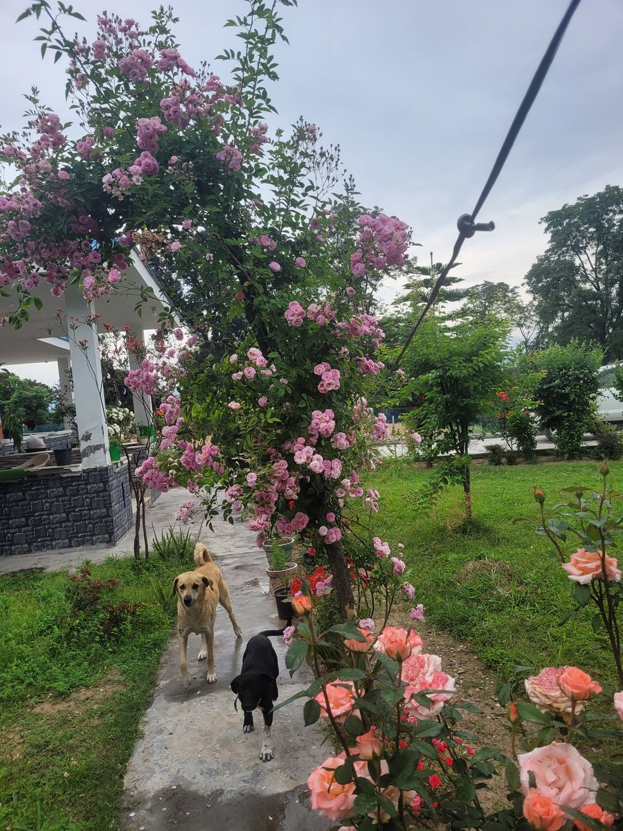 Col AJ🇮🇳 tweet media