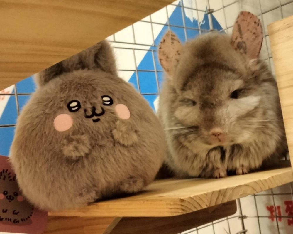 ハルノ tweet media