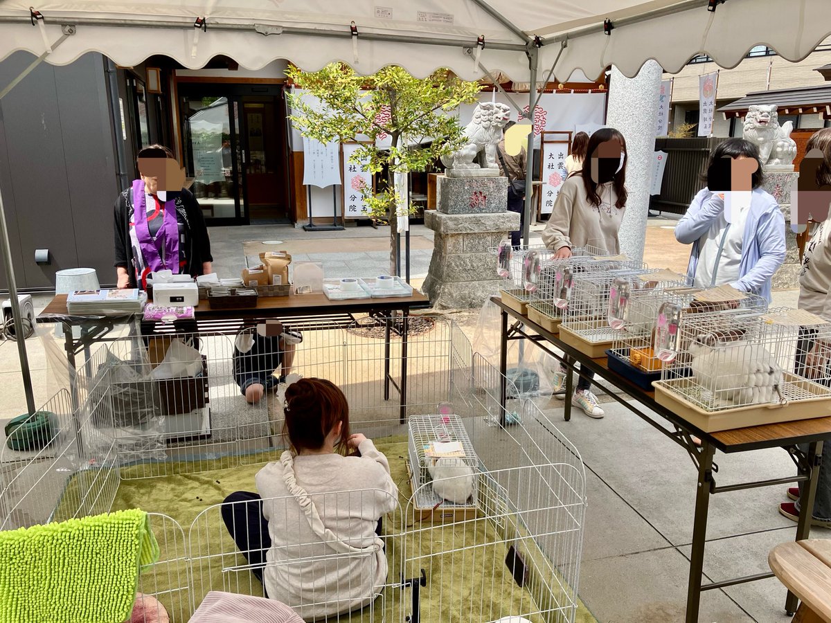 うさぎとひとの幸せを支える会🐰🐰@ペットショップではなく保護うさぎをお迎えしよう！ tweet media