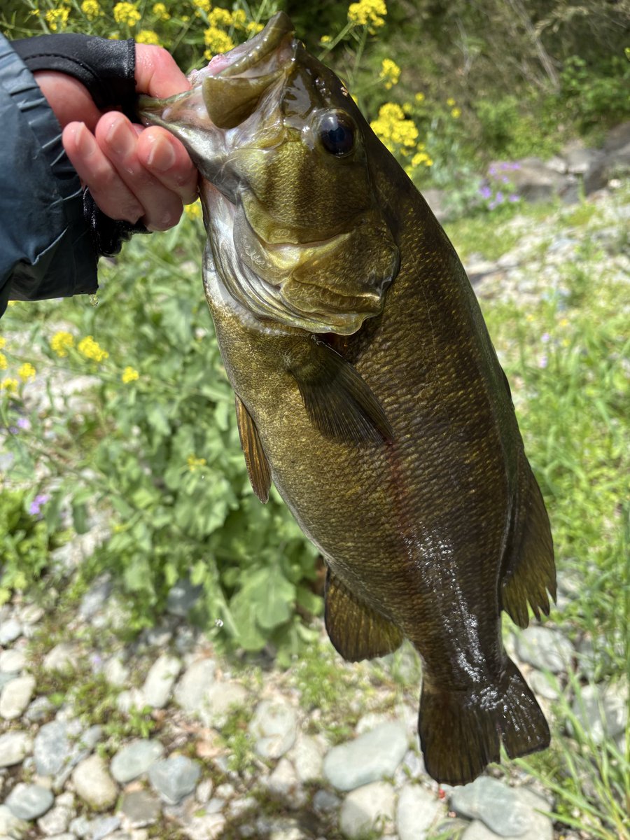 エソッチ tweet media