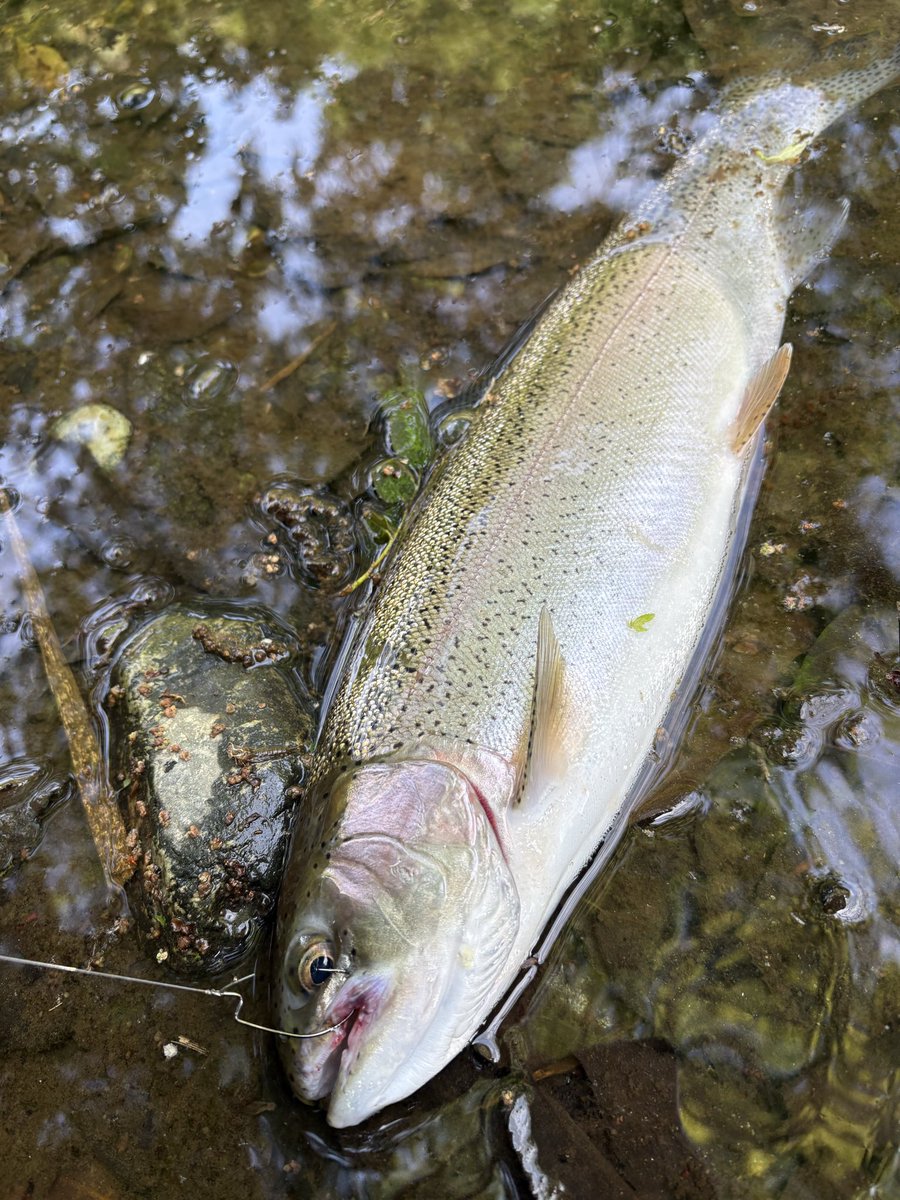 エソッチ tweet media