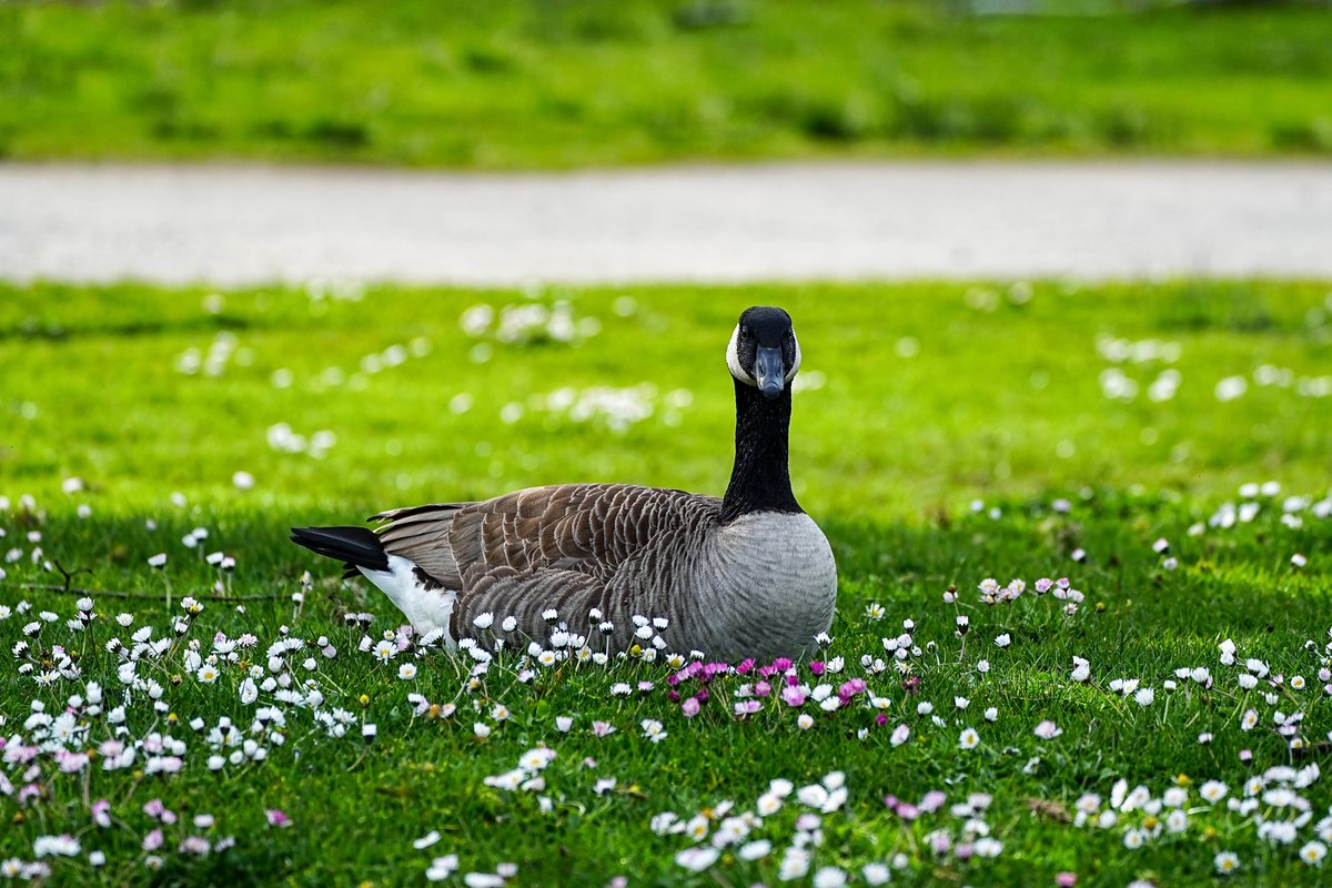 4.17 今天见到Canada goose妈妈时她总低头,贴着巢,看起来像是在照看那些蛋。回看照片时发现她的表情很温柔的样子。鹅爸在附近转悠 ...