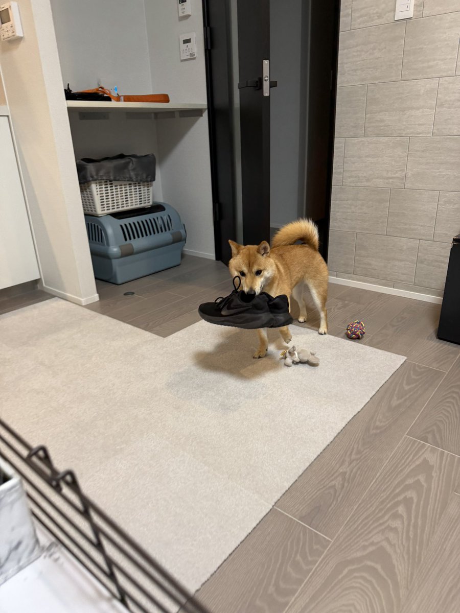玄関から今日も靴持って来てびっくり
しかも2足持てるの？🙄