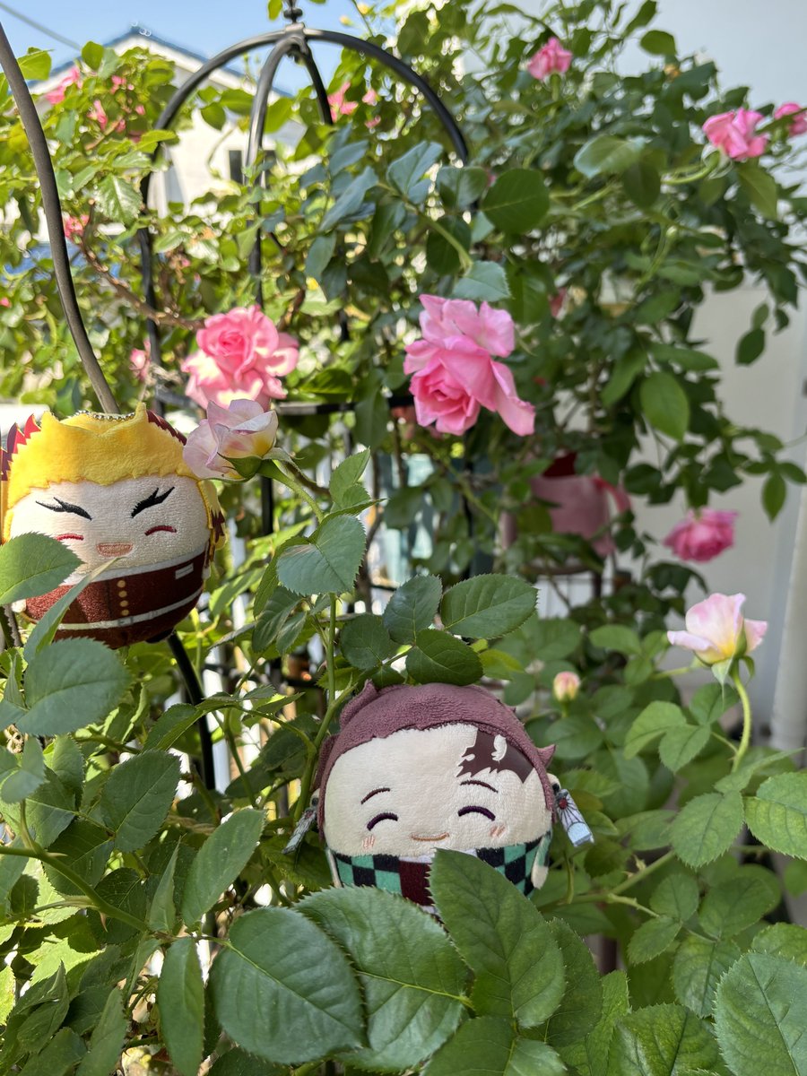 #自慢できるお花とぬいの写真みせて