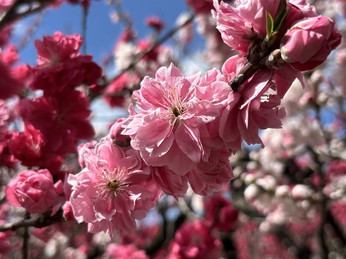 けろりん tweet media