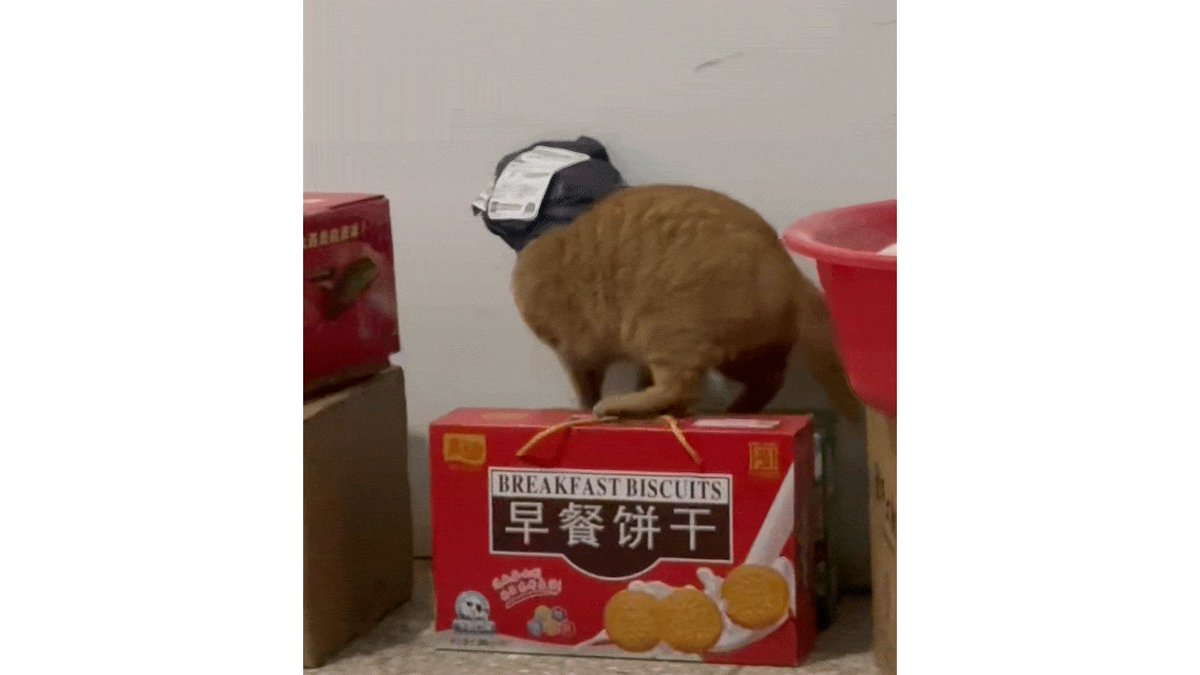无名份的浪漫 tweet media