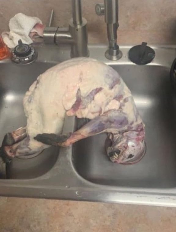 otter 🇵🇸 tweet media