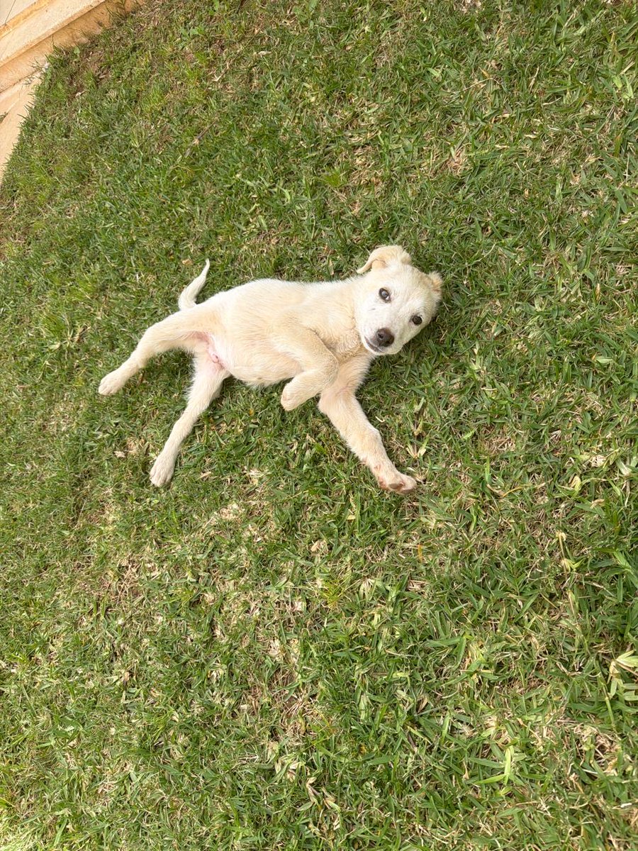 adoptdontshopl's tweet image. 🐕FOR ADOPTION🐕
This 2-month-old male puppy is playful, affectionate, and great with people 💙 He would make a perfect companion for a loving family🐾
📍 North Lebanon or Beirut
📞 Contact: 71-565207
Can’t adopt? Please share!

#adoptdontshop #dog #adoption #lebanon #foreverhome