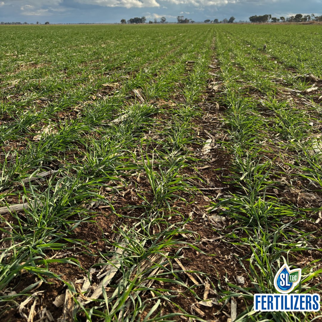 SLTEC Fertilizers tweet media